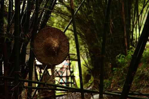 Bambukas, Šalis, Kraštovaizdis, Skrybėlę, Miškai