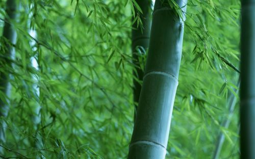 Bambukas, Miškas, Mediena, Budas, Gamta, Gyvenimas, Bambuko Miškas, Bambuko Ūgliai, Gegužė, Atgimimas
