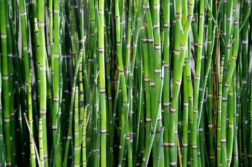 Bambukas,  Augalas,  Nendrė,  Žalias