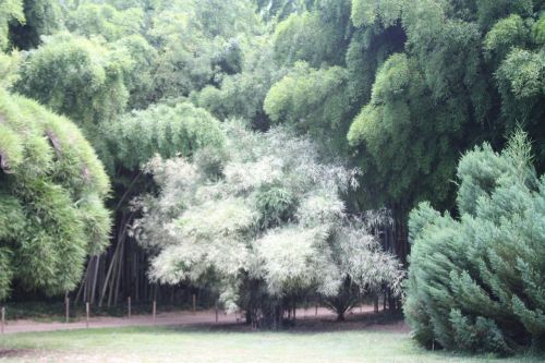 Bambukas, Ardèche, Augalas, Botanikos Sodas