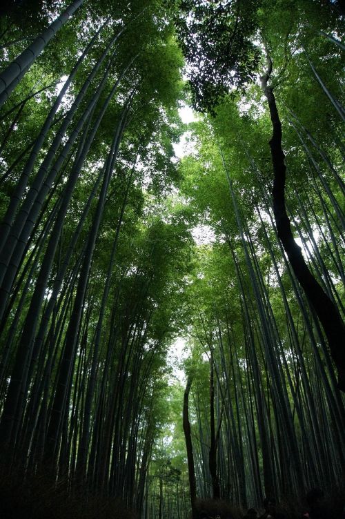 Bambukas,  Kraštovaizdis,  Miškai,  Miškas,  Medis,  Šešėlis