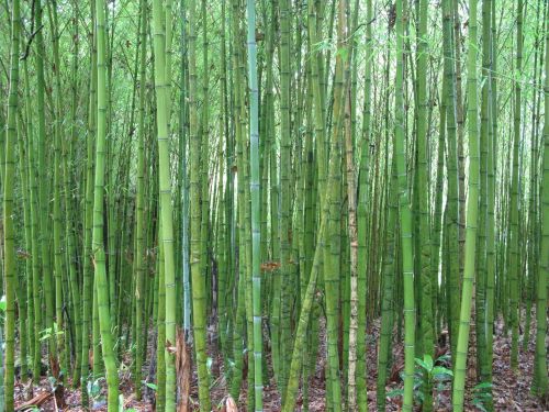 Bambukas, Žalias, Uždaryti, Drėgnas, Sodrus