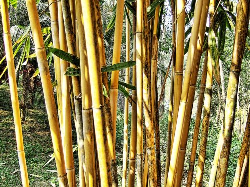 Bambukas, Krūmas, Lapai, Žalias, Ruda, Tekstūra, Tailandas, Asija