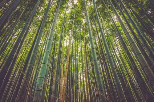 Bambukas, Medžiai, Miškas, Gamta, Natūralus, Žalias, Aplinka, Atogrąžų