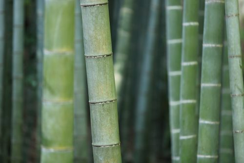 Bambukas, Miškas, Lagaminai, Žolė, Augalas, Augmenija, Makro, Tekstūra, Modelis, Gamta, Medis, Zen, Augimas