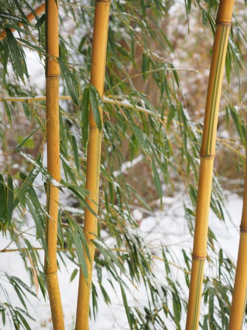 Bambukas, Vamzdis, Augalas, Žiema, Sniegas, Aureocaulis, Bambuko Sodas, Aukso Bambuko Vamzdis, Mazgas Bambuko, Geltonas Bambukas