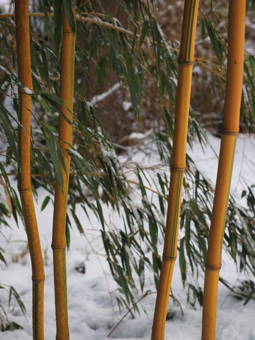 Bambukas, Augalas, Aureocaulis, Bambuko Sodas, Aukso Bambuko Vamzdis, Mazgas Bambuko, Geltonas Bambukas, Žiema, Sniegas