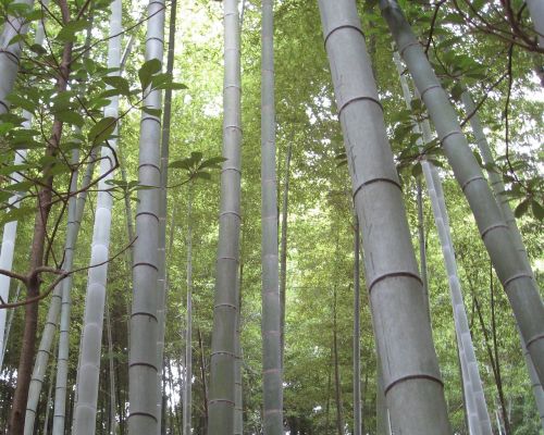 Bambukas, Miškas, Japonija, Gamta, Žalias, Asija, Zen, Aplinka, Lauke