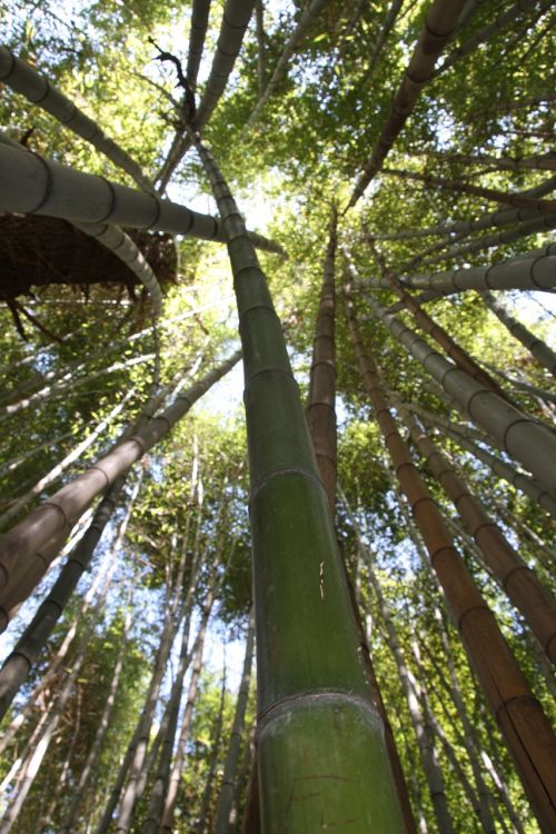 Bambukas, Miškas, Tropikai