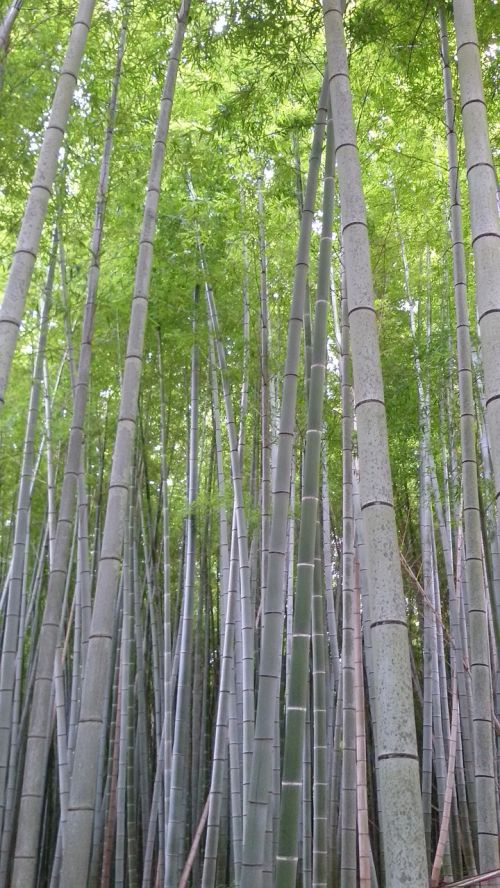 Bambukas, Gamta, Japonija, Medžiai, Miškas, Charakteris, Egzotiškas