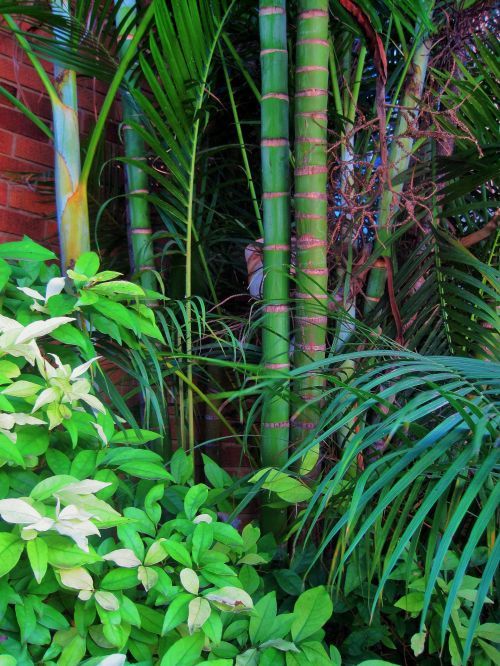 Bambukas,  Žalias,  Sodas,  Augalai,  Bambuko Ir Žalumos