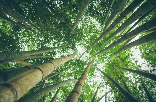 Bambuko Miškas, Miškas, Žalias, Gamta, Bambukas, Lauke, Ekologija, Laukinė Gamta, Dangus, Perspektyva