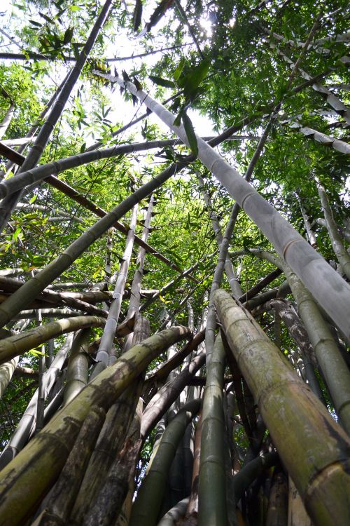 Bambukas,  Medis,  Bambuko & Nbsp,  Miškas,  Gamta,  Laukiniai,  Ceilonas,  Sri & Nbsp,  Lanka,  Mawanella,  Peradeniya,  Bambuko Miškas