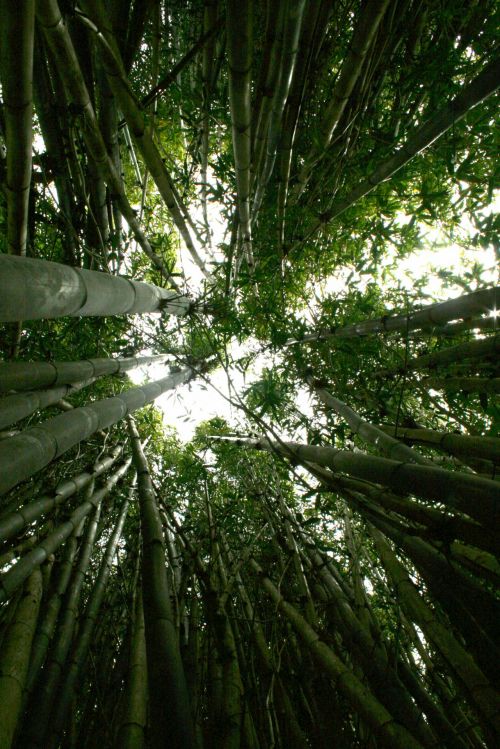 Bambukas,  Miškas,  Ekologija,  Dangus,  Kinija,  Japonija,  Bambuko Miškas