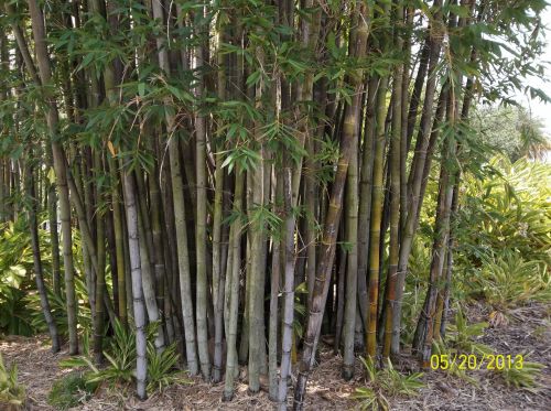 Bambukas,  Augalai,  Medžiai,  Miškai,  Bambuko Miškas