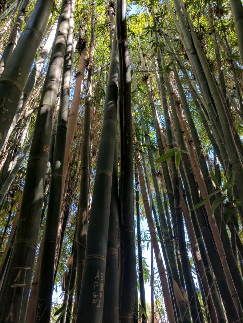 Bambukas,  Bambuko & Nbsp,  Augalai,  Stiebas,  Stiebai,  Miškas,  Bambuko & Nbsp,  Miškas,  Ieško & Nbsp,  Medžiai,  Laisvas,  Viešasis & Nbsp,  Domenas,  Bambuko Miškas