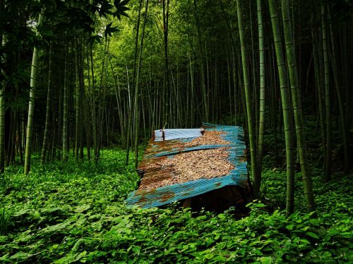 Bambuko Miškas, Žalias, Japonija, Kumamoto, Bambukas, Alavas, Hdr