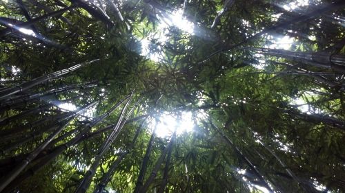 Bambuko Miškas, Maui, Hawaii, Džiunglės, Bambukas, Miškas, Atogrąžų