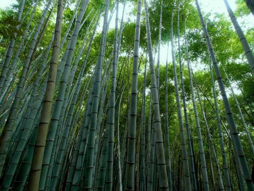 Bambuko Miškas, Bambukas, Žalias