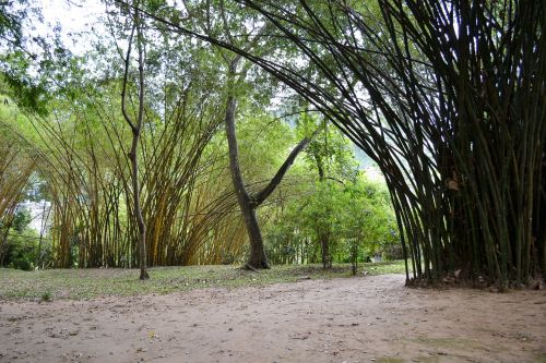 Bambukas,  Medis,  Bambuko & Nbsp,  Miškas,  Gamta,  Laukiniai,  Ceilonas,  Sri & Nbsp,  Lanka,  Mawanella,  Peradeniya,  Bambuko Sodas