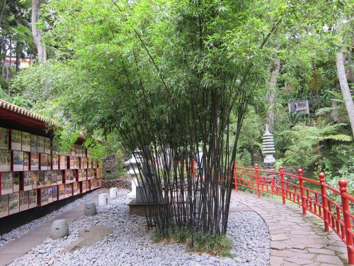 Bambuko Sodas, Bambukas, Rytietiškas, Japoniškas Sodas, Japanese, Zen, Žalias, Natūralus, Gamta, Sodas