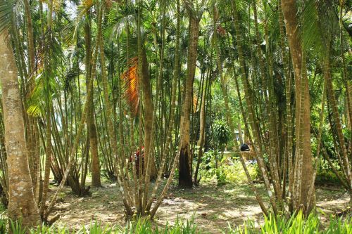 Bambukas,  Lagaminai,  Lapai,  Medžiai,  Augalai,  Šaknys,  Bambuko Sodas