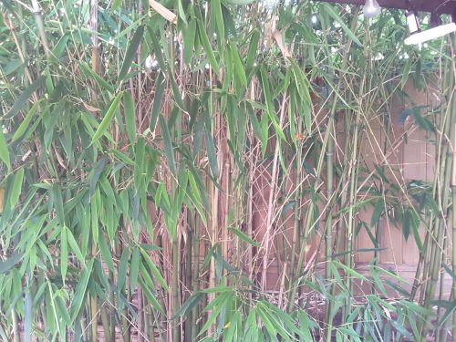 Tapetai,  Bambukas,  Žolė,  Sodas,  Žalias,  Augmenija,  Augalai,  Bambuko Žolė