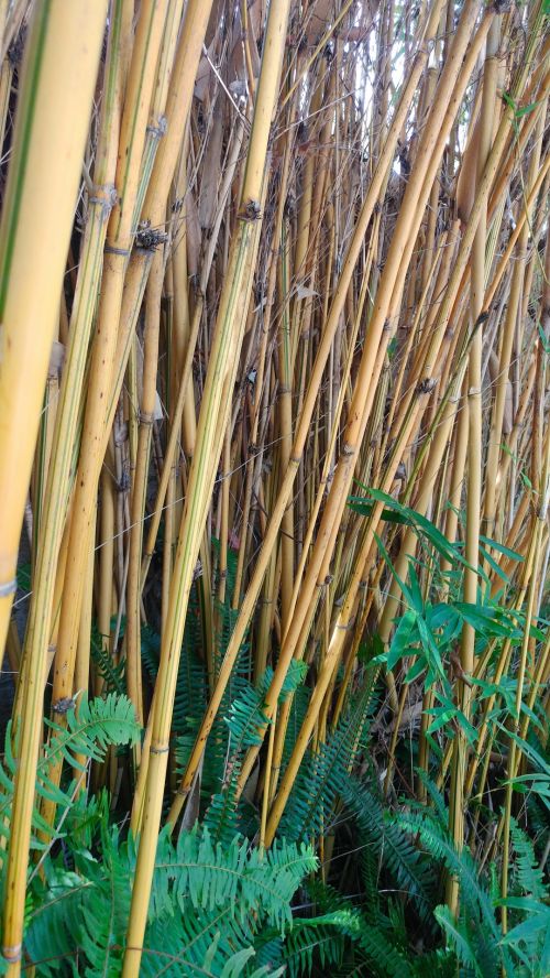 Bambukas,  Augalas,  Sodas,  Bambuko Giraites