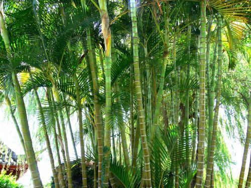 Bambukas,  Žalias,  Giraitė,  Mediena,  Lapai,  Bambuko Giraites
