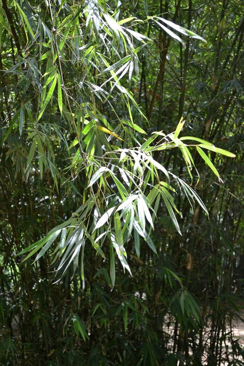 Bambuko Lapai Bambuko, Bambuko Medis, Augalai, Augalas, Gamta, Laukiniai, Šri Lanka, Ceilonas, Peradeniya, Mawanella