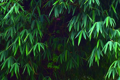 Bambukas,  Lapai,  Medžiai,  Lapija,  Gamta,  Žalias,  Bambuko Lapai