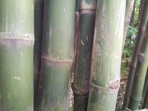 Bambukas,  Žingsnis,  Storas,  Bambuko Žingsnis Storas