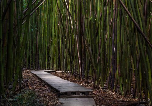 Bambuko Medžiai, Prieplauka, Aplinka, Augimas, Lauke, Mediena