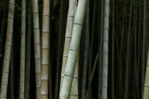 Bambukai, Gamta, Augalas, Medžiai, Mediena