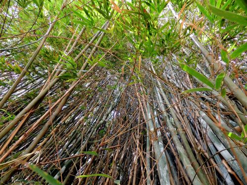 Bambukai, Bambuko Giraites, Bambuko Miškas