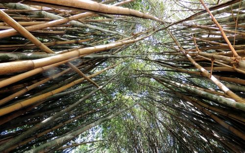 Bambukai, Bambuko Giraites, Bambuko Miškas