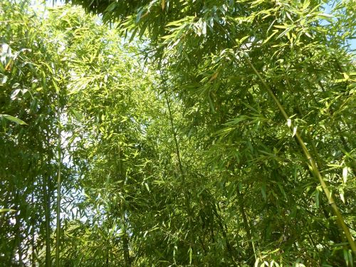 Bambukas,  Žalias,  Žolė,  Žalias,  Žolė,  Lapai,  Lapai,  Sodinti,  Sezoninis,  Pavasaris,  Vasara,  Bambuko Šiaudų Žaluma Lapija