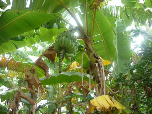 Bananas, Žalias, Augalas, Lapai, Vaisiai, Atogrąžų, Bananinis Krūmas, Maistas