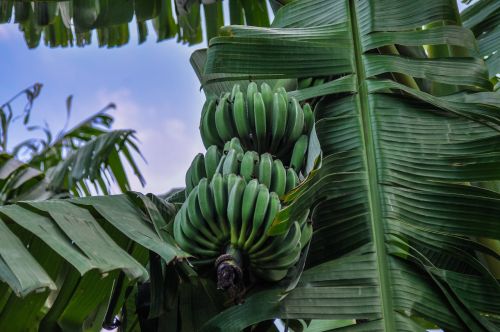 Bananai, Bananinis Krūmas, Afrika, Ispanija, Vaisiai, Krūmas, Bananų Augalas, Žalias, Bananų Gėlė, Atogrąžų, Žiedas, Žydėti, Tenerifė, Riebalai, Maistas, Egzotiškas, Beždžionė, Augalas