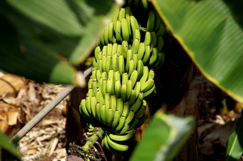 Bananas, Vaisiai