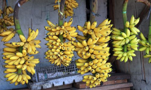 Bananas,  Senyorita & Nbsp,  Banana,  Kabantys Bananai,  Bananai,  Vaisiai,  Prinokę & Nbsp,  Bananą,  Vaisiai,  Geltona & Nbsp,  Banana,  Bananas
