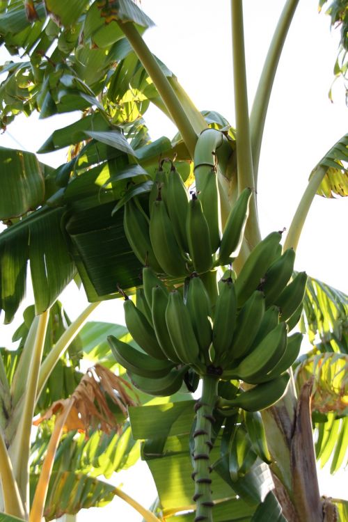 Bananas, Banan Tree, Egzotiniai Vaisiai, Turkija
