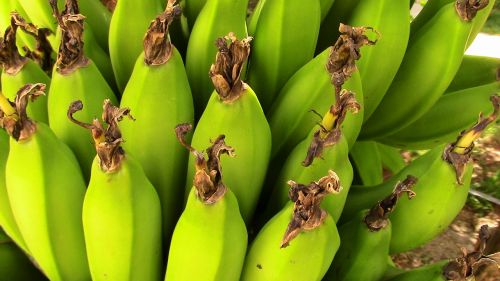 Bananas, Vaisiai, Gamta, Sodas