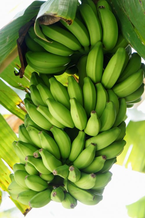 Bananas, Krūmas, Bananinis Krūmas, Geltona, Sveikas, Vaisiai