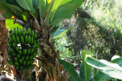 Bananas, Plantakas, Medis Platano, Mata De Platano