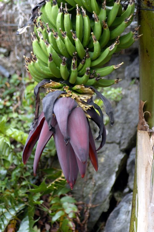 Bananas, Gamta, Vaisiai, Vaisiai, Maistas, Bananų Augalas, Bananinis Krūmas, Gėlės