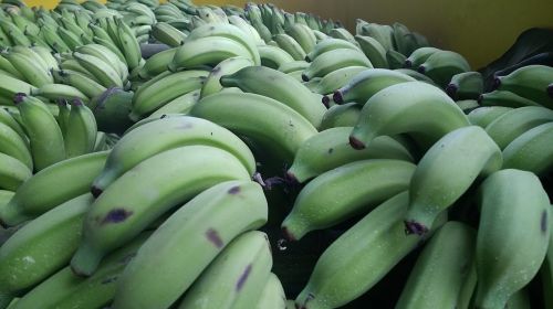 Bananas, Žalias, Cacho, Vaisiai, Gamta, Bananų Medis, Augalai, Maistas, Grožis, Auginimas, Medis, Lapai, Kalorijų, Maistas, Miškas