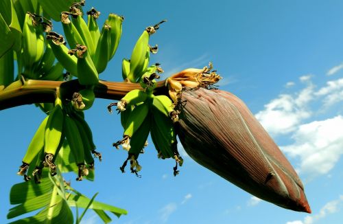Bananas, Bananų Medis, Krūva Bananų, Vaisiai, Augalai, Maistas