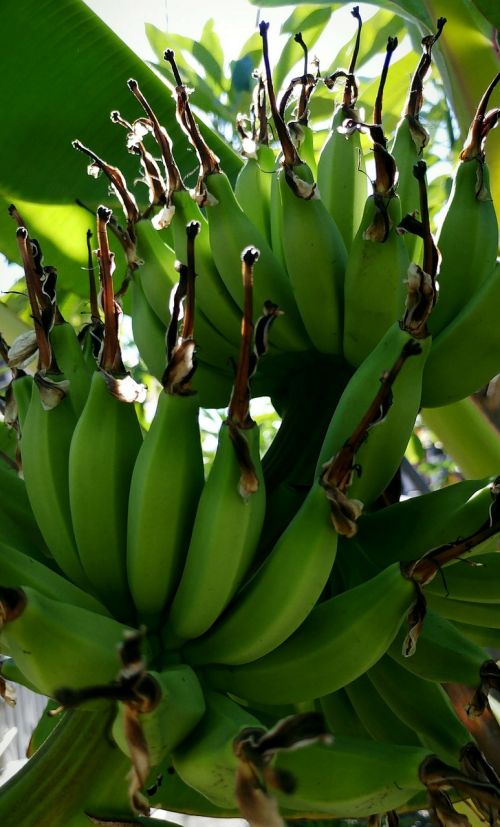 Bananas, Vaisiai, Plantacija, Kekės, Augalai