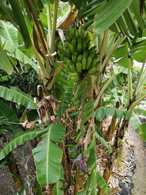Bananas, Bananų Augalas, Bananinis Krūmas, Vaisiai, Atogrąžų, Vaisiai, Bananų Gėlė, Musaceae, Gamta, Augalas, Krūmas, Žalias, Bananų Lapai, Maži Bananai